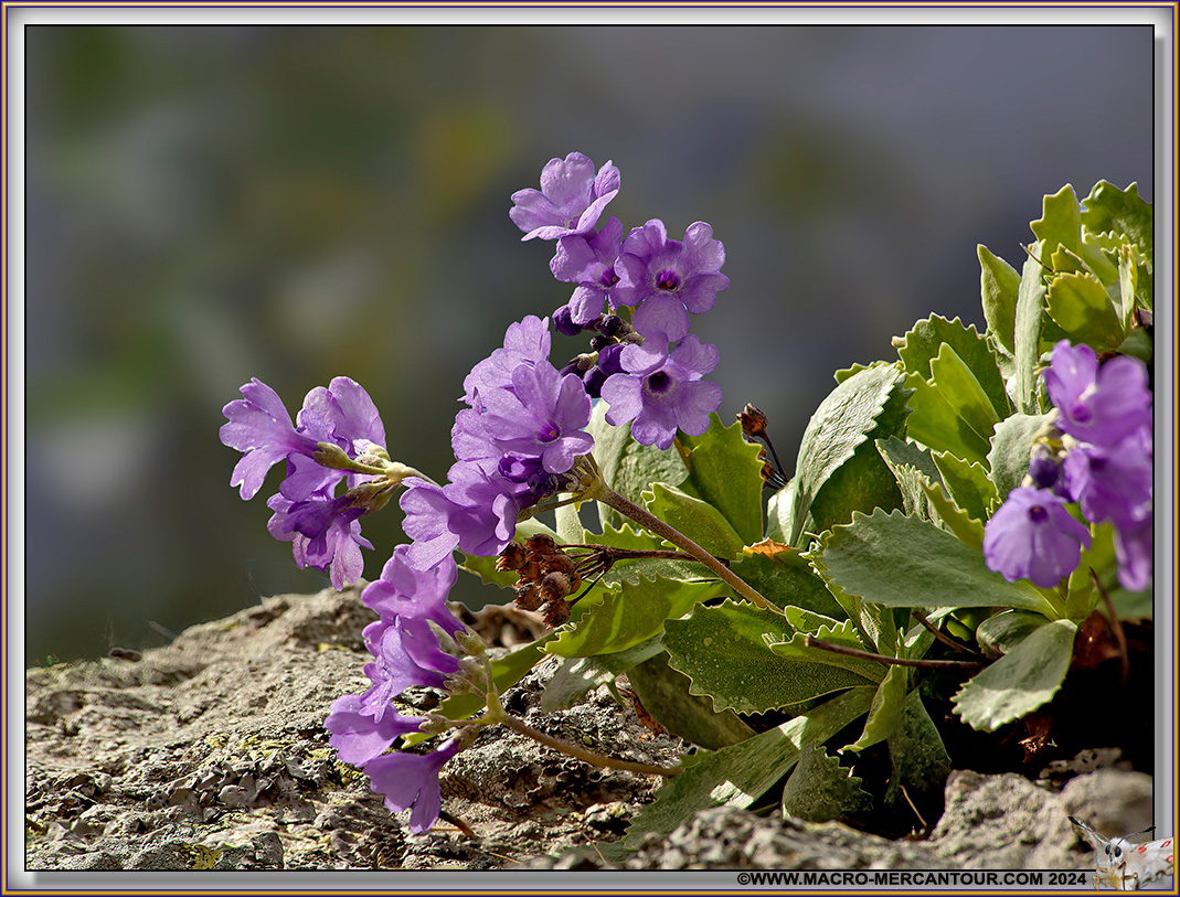 Primevères marginées